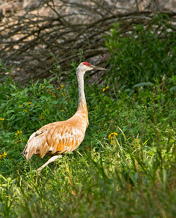 Sandhill Crane