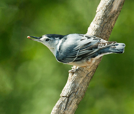 White Breasted Nuthatch