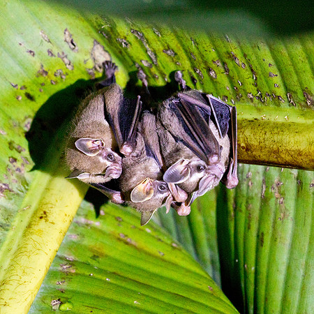 Fruit Bats - La Fortuna