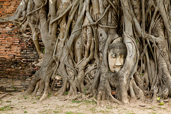 Head of Buddha Entwined - Wat Mahathat, Ayutthaya