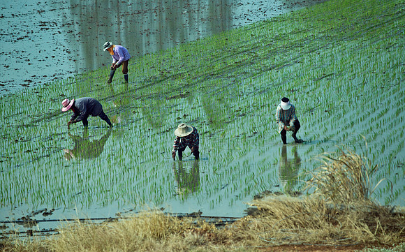Planting Rice - near Da Nang