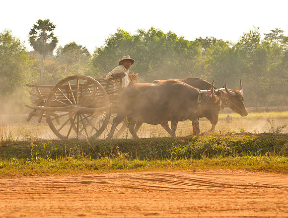 Buffalo Cart - Rural Thailand