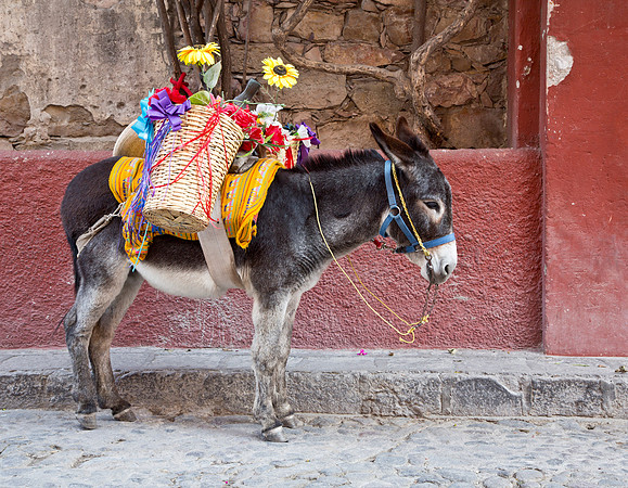 Burro - San Miguel Centro