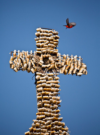 Vermillion Flycatcher & Suchil