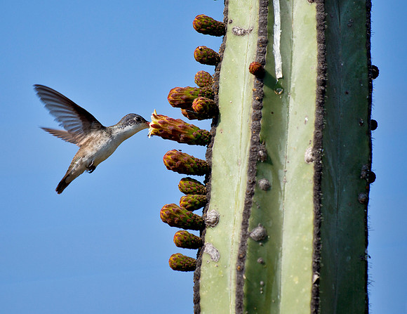 Colibri - Charco de Ingenio Reserve