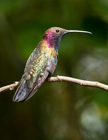 Jamaican Mango Hummingbird