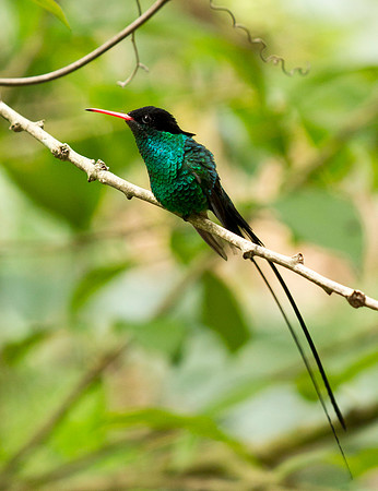 Red-Billed Streamertail Hummingbird - Jamaica
