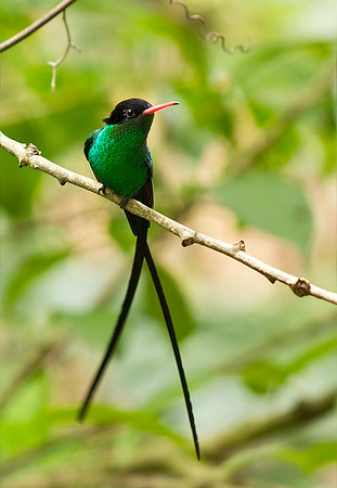 Red-Billed Streamertail