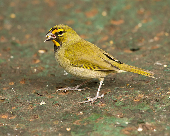 Yellow-Faced Grassquit - Jamaica