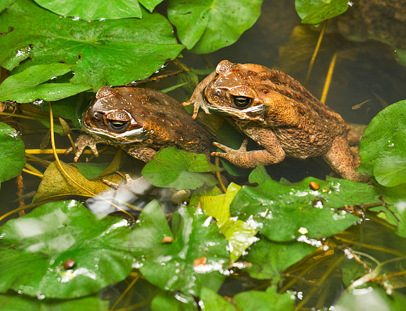 Cane Toads - Jamaica