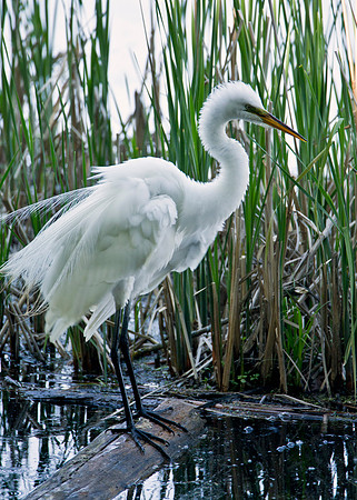 Great Egret - Minnesota