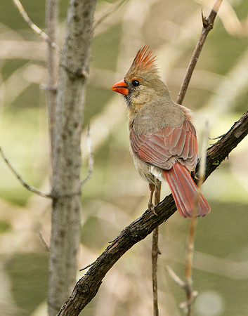 Female Cardinal II