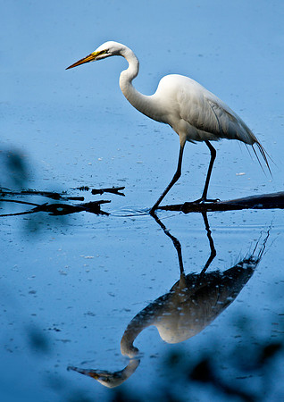 Stalking - Great Egret