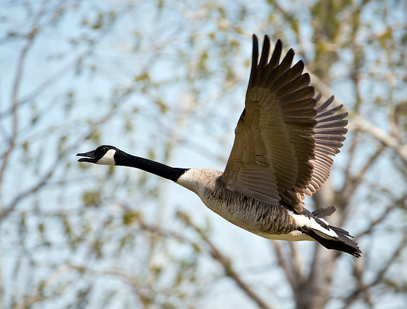 Canadian Goose in Flight