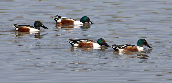 Northern Shoveller