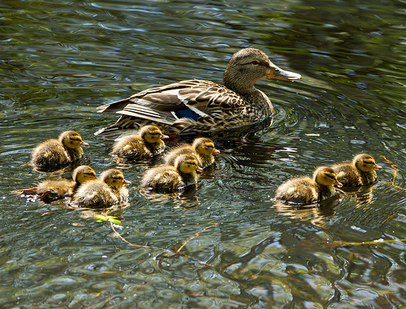 Female Mallard with Chicks