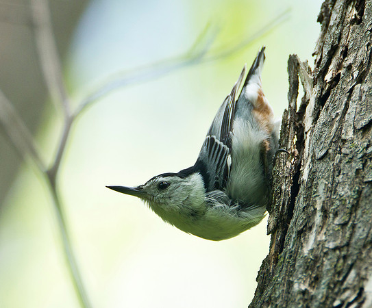 White Breasted Nuthatch - Minnesota River Valley