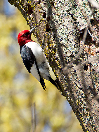 Red Headed Woodpecker