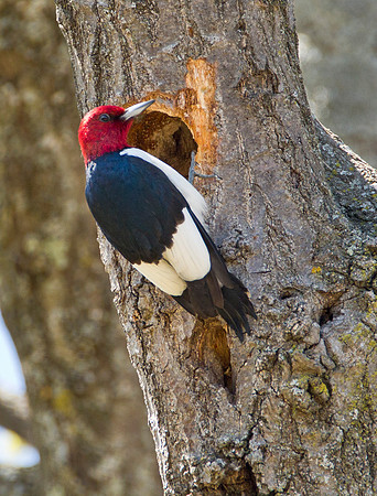 Red Headed Woodpecker
