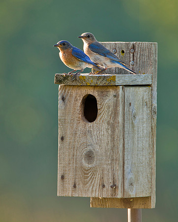 Bluebirds - Nesting Pair