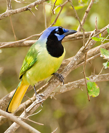 Green Jay