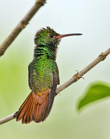 Rufous Tail Hummingbird II