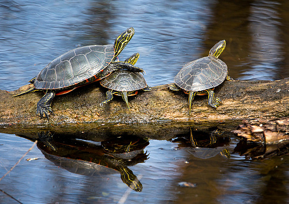 Painted Turtles