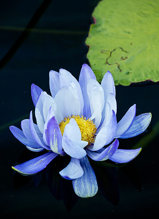 Blue on Blue