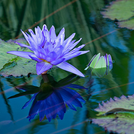 Blue Daydream