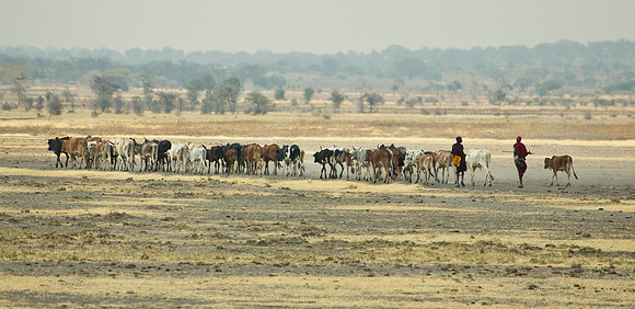Seeking Pasture in the Dry Season
