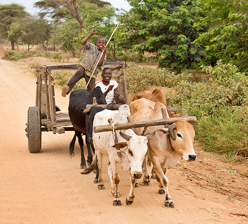 Bantu Boys with Ox Cart - Kilimanjaro, Tanzania