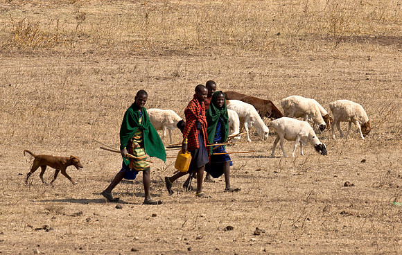 Masai Sheep Herders II