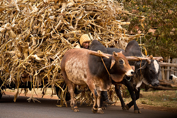 Hauling Maize for Feed - Tanzania