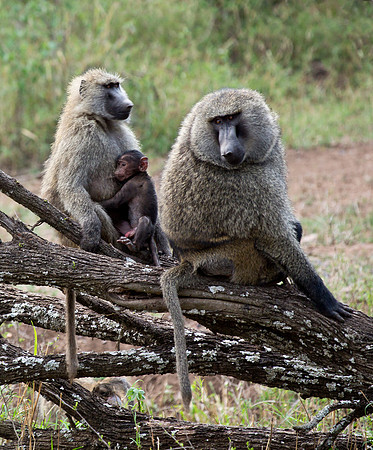 Olive Baboons with Young