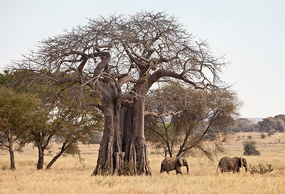 Baobob & Elephants - Masai Mara