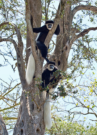 Hanging Out - Colobus Monkeys, Kenya