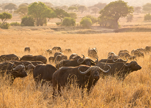 Cape Buffalo - Serengeti