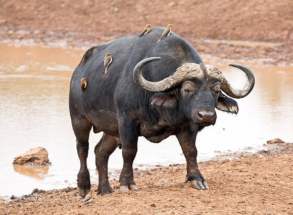 "Uber": Cape Buffalo & Ox Peckers -  Aberdare