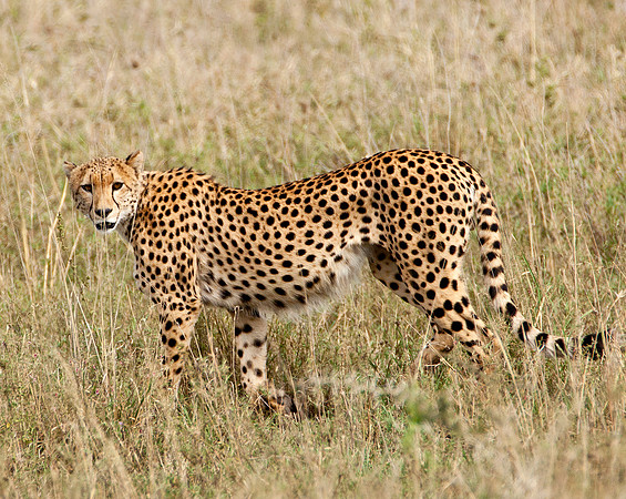 Adult Cheetah - Tarangire