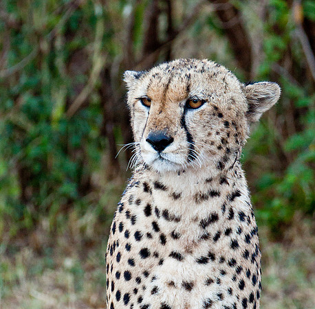 Adult Cheetah - Masai Mara