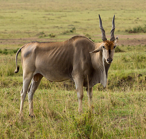 Male Eland - Tarangire