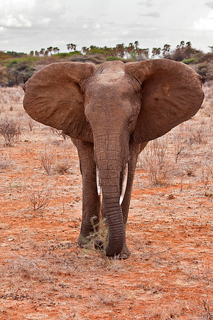 Young Elephant - Samburu