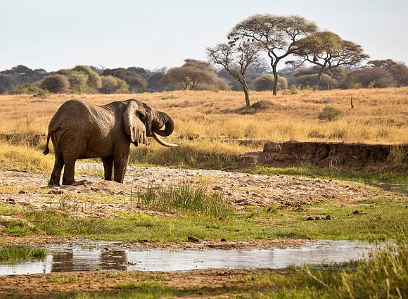 "Lefty" - Adult Bull Elephant, Serengeti