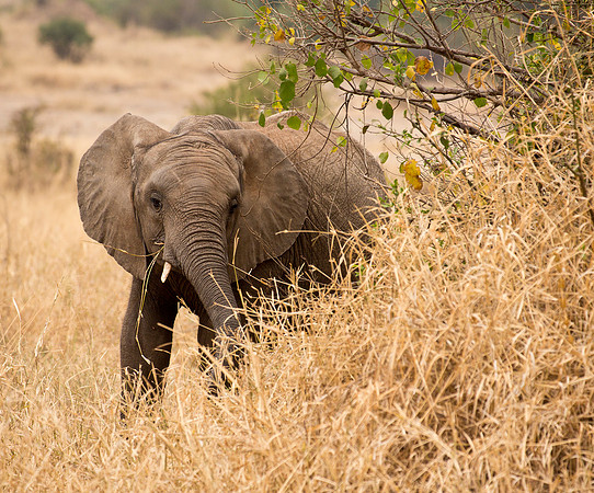 Shy Juvenile - Serengeti