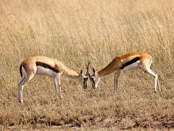 "Why, I oughta ... " - Thompson Gazelles