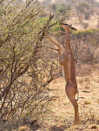Gerenuk (aka Giraffalope) - Samburu NP, Kenya