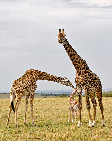 Nurturing - Masai Mara