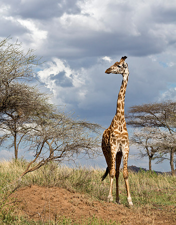 Vigilant - Serengeti, Tanzania
