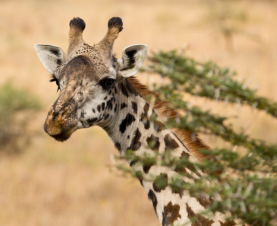 Adult Giraffe & Acacia Branches