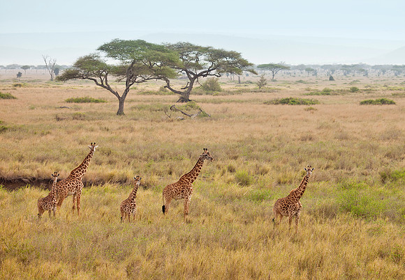 Tall Order - Serengeti National Park, Tanzania
